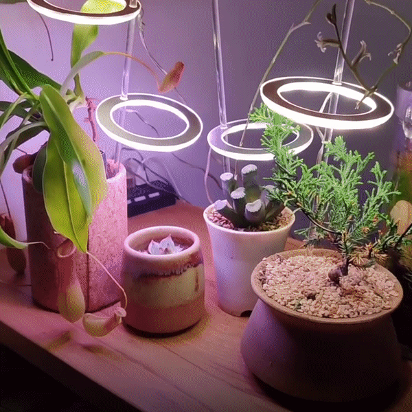 GrowHalo™️ -  Angel Three Ring Grow Light For Indoor Plant