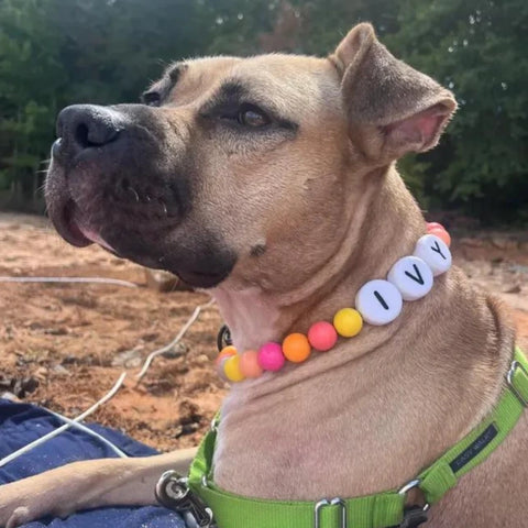 Matchie™ Custom BFF Dog Collar + Free Matching Bracelet