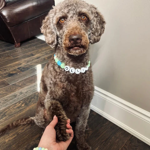 Matchie™ Custom BFF Dog Collar + Free Matching Bracelet
