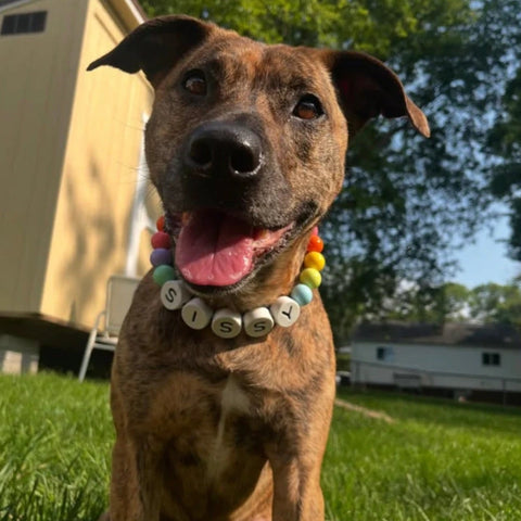 Matchie™ Custom BFF Dog Collar + Free Matching Bracelet